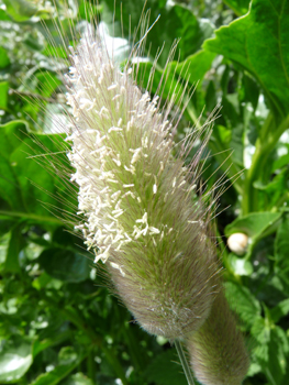 Inflorescence généralement ovale, soyeuse et blanchâtre. Agrandir dans une nouvelle fenêtre ou onglet)